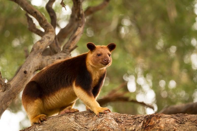 Protéger l'habitat des kangourous arboricoles
