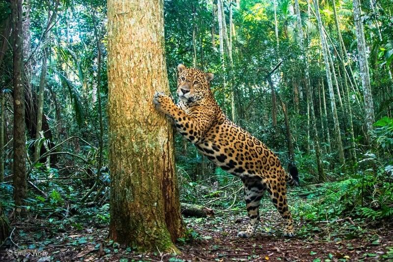 Favoriser la cohabitation avec les jaguars 