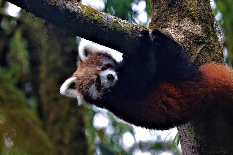 Etudier et protéger les pandas roux et leur habitat