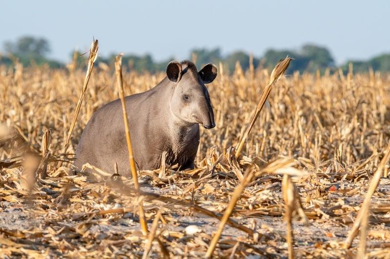 Eviter les collisions routières avec les tapirs terrestres