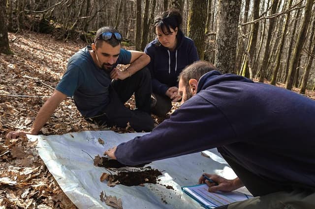 Impact image for Forest plot assessments for forest owners
