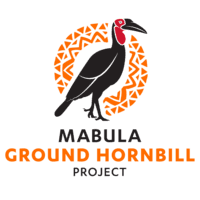 Mabula Ground Hornbill Project