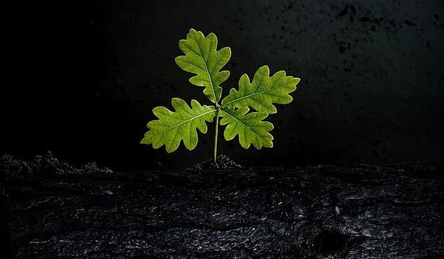 Impact image for m² of regenerated and protected forests