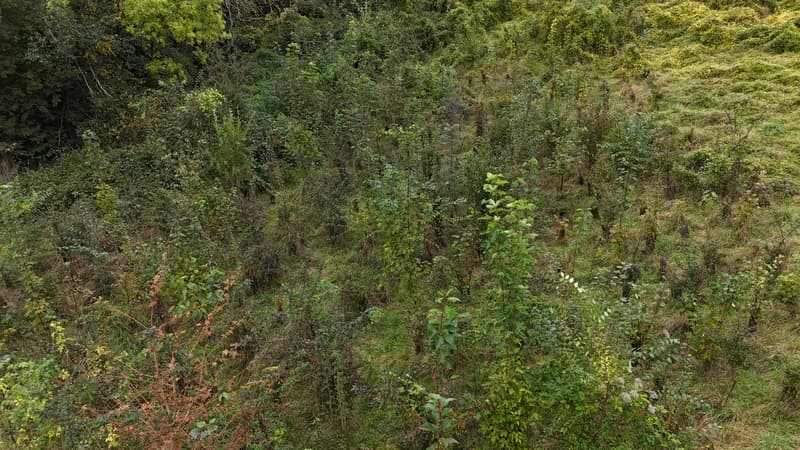 La forêt de Juvignies a énormément poussé update