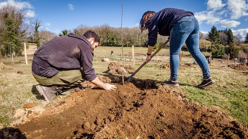 Impact image for arbres plantés, surveillés et entretenus