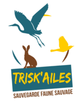 Trisk'ailes