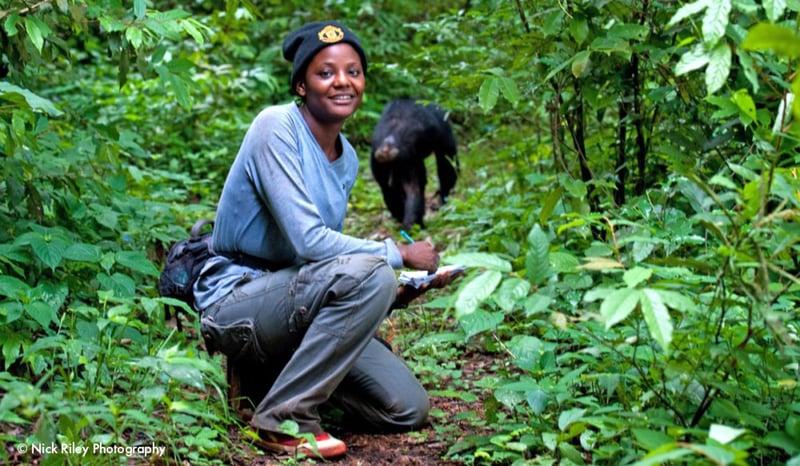 An ecological corridor to restore Africa's equatorial forest