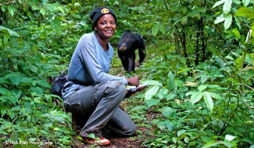 La restauration de la forêt équatoriale africaine