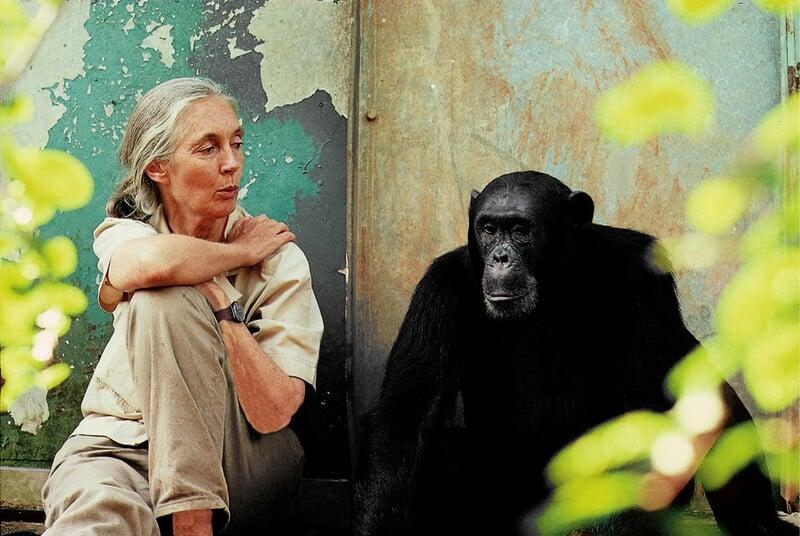 Awakening of the wild forces #3 with JANE GOODALL update