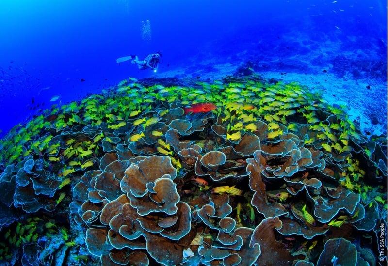 A coral reef preservation program in Indonesia