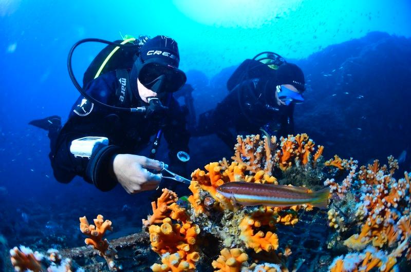 + 700 coraux restaurés en Méditerranée en 2022 avec notre partenaire de terrain l'association Coral Soul  update