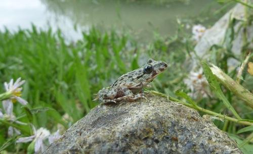 Monitoring threatened amphibians around Mont-Saint-Michel