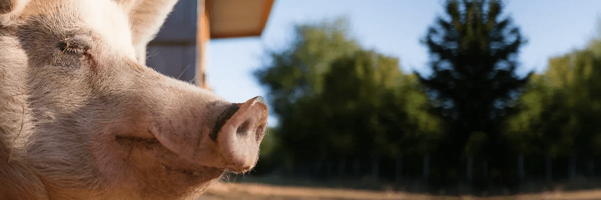 Campaign: For Laura's birthday, we're collecting for the animals!